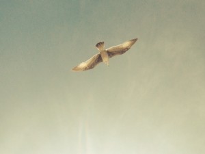 Seagull